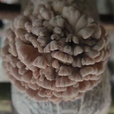 白参菌