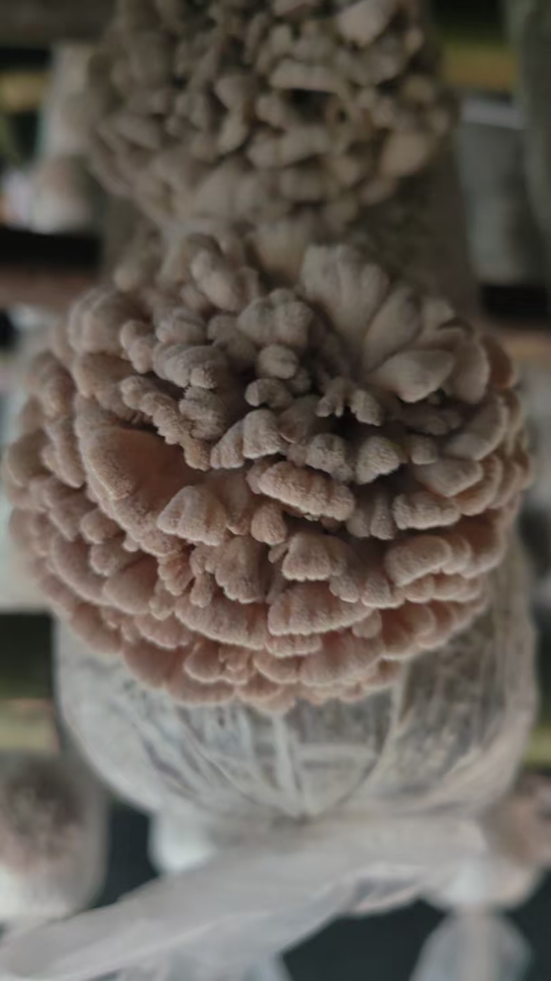 白参菌