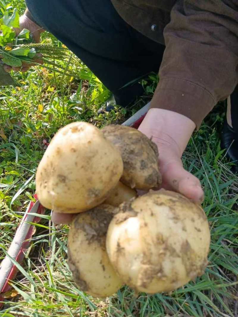 湖南常德本地种植土豆，兴佳2号刘平1号