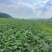 湖南常德本地种植土豆，兴佳2号刘平1号