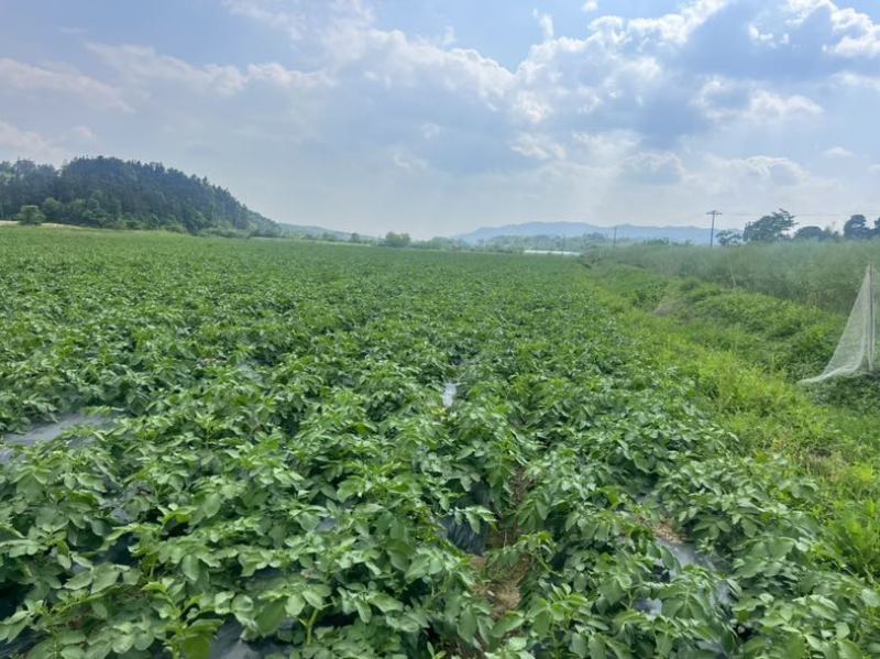 湖南常德本地种植土豆，兴佳2号刘平1号