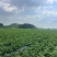 湖南常德本地种植土豆，兴佳2号刘平1号