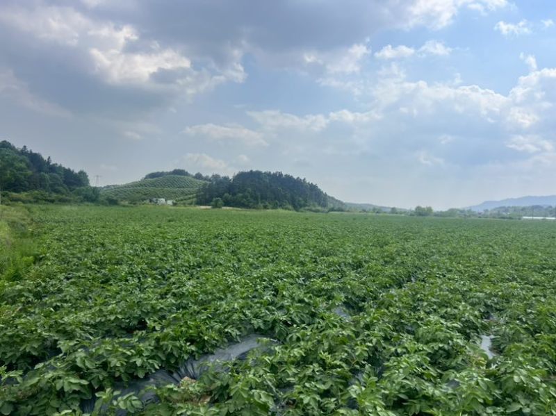 湖南常德本地种植土豆，兴佳2号刘平1号