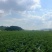 湖南常德本地种植土豆，兴佳2号刘平1号
