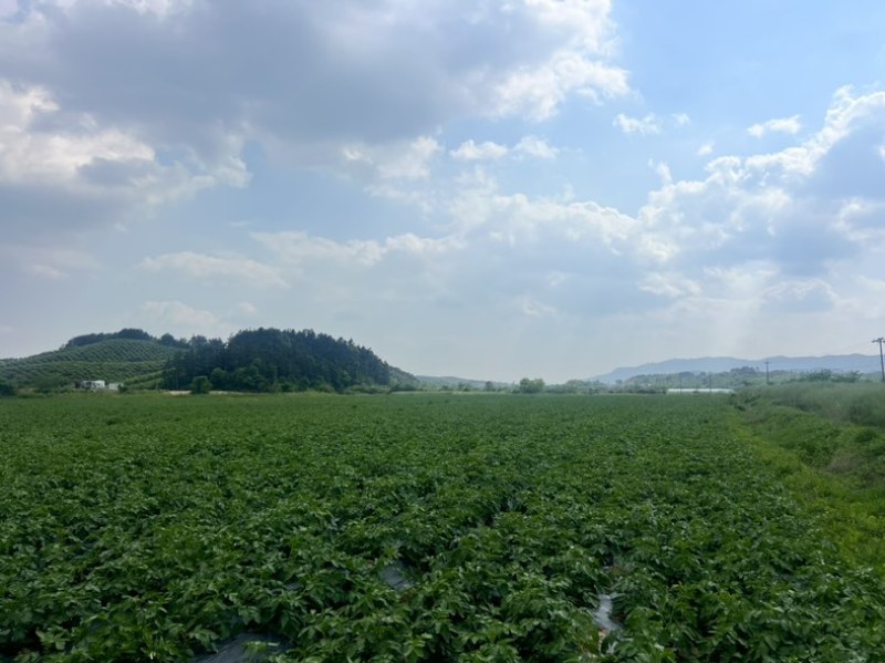 湖南常德本地种植土豆，兴佳2号刘平1号