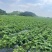 湖南常德本地种植土豆，兴佳2号刘平1号