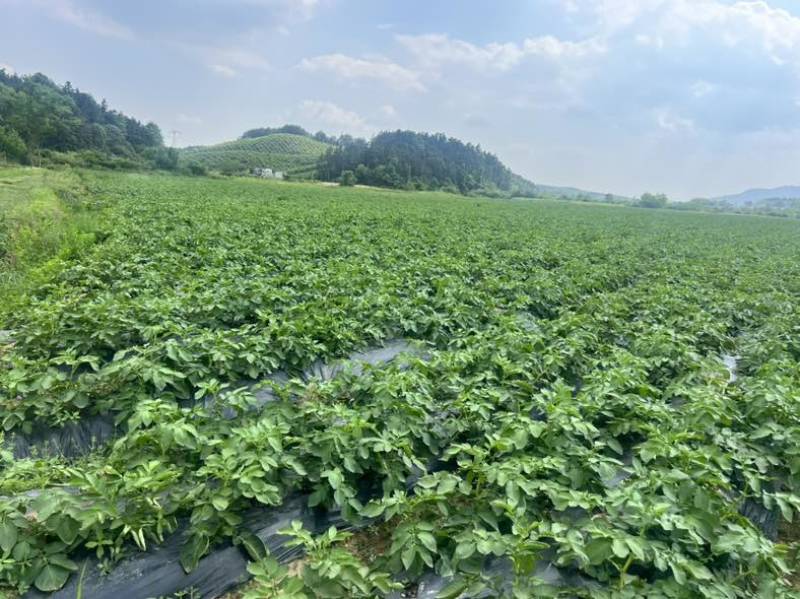 湖南常德本地种植土豆，兴佳2号刘平1号
