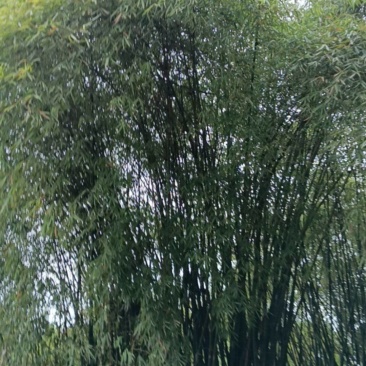 家里周围的竹子需要处理