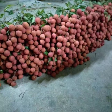 增城荔枝桂味，妃子笑