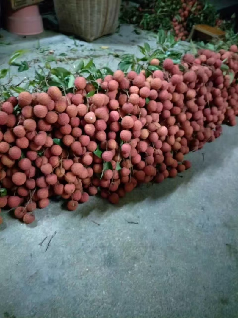 增城荔枝桂味，妃子笑