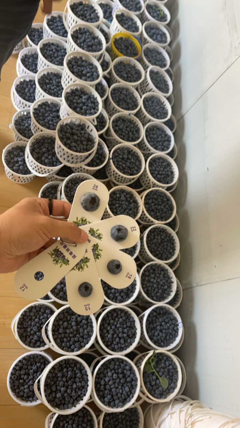 澄江千亩蓝莓发全国