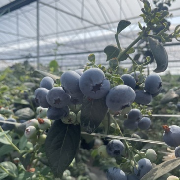 澄江千亩蓝莓发全国