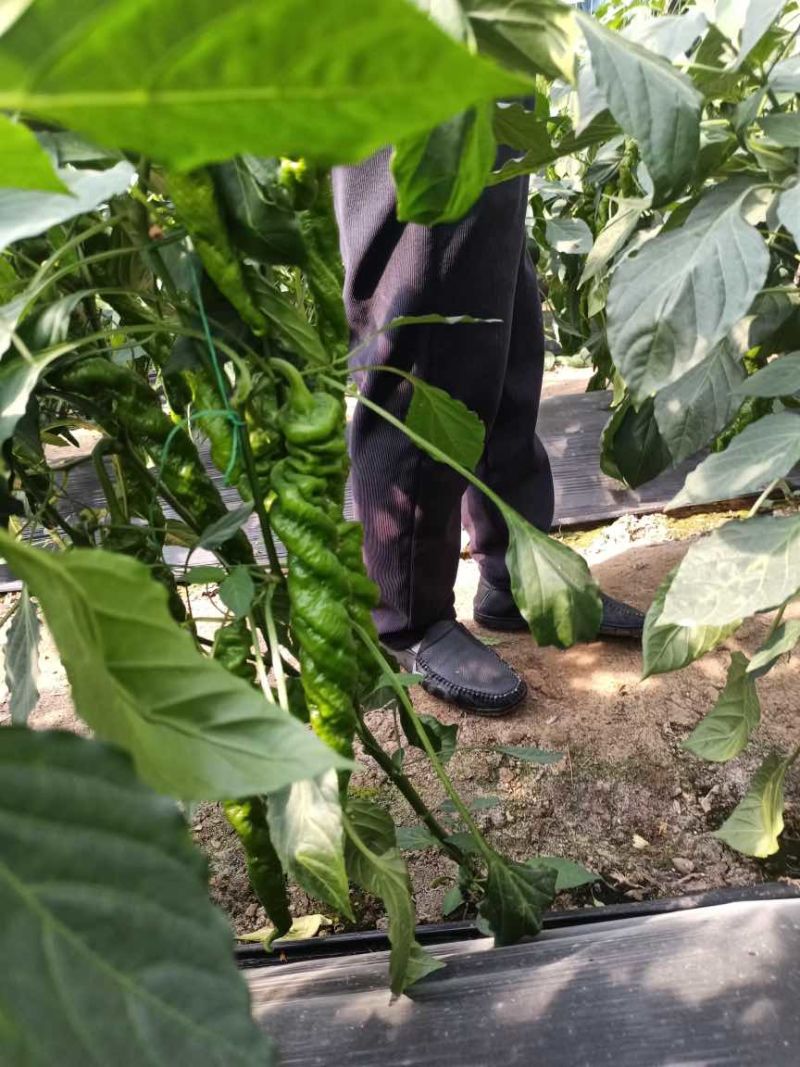 山东螺丝椒辣椒