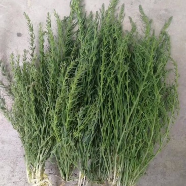 麦黄草