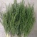 麦黄草