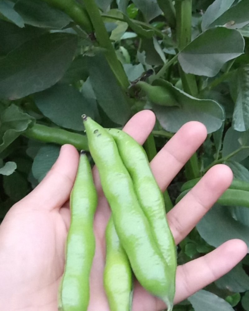 蚕豆