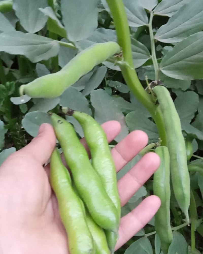 蚕豆