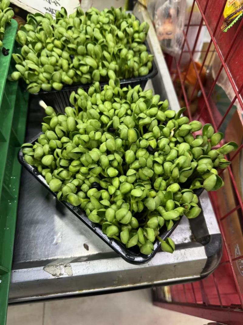 花生芽