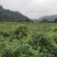 莓茶