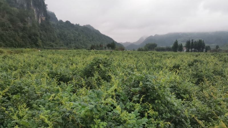 莓茶