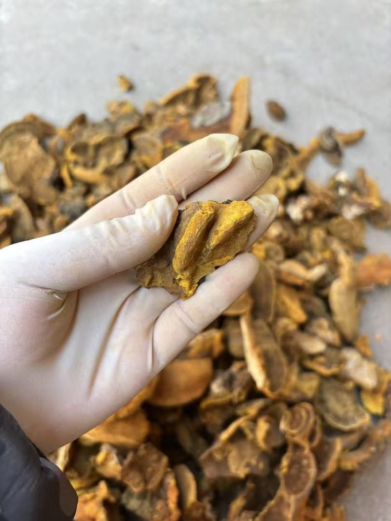 野生杨树桑黄金边桑黄产地直发质量保证量大优价欢迎致电
