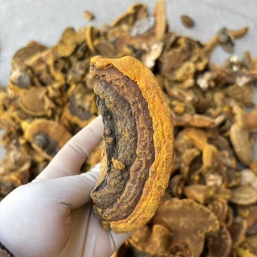 野生杨树桑黄金边桑黄产地直发质量保证量大优价欢迎致电
