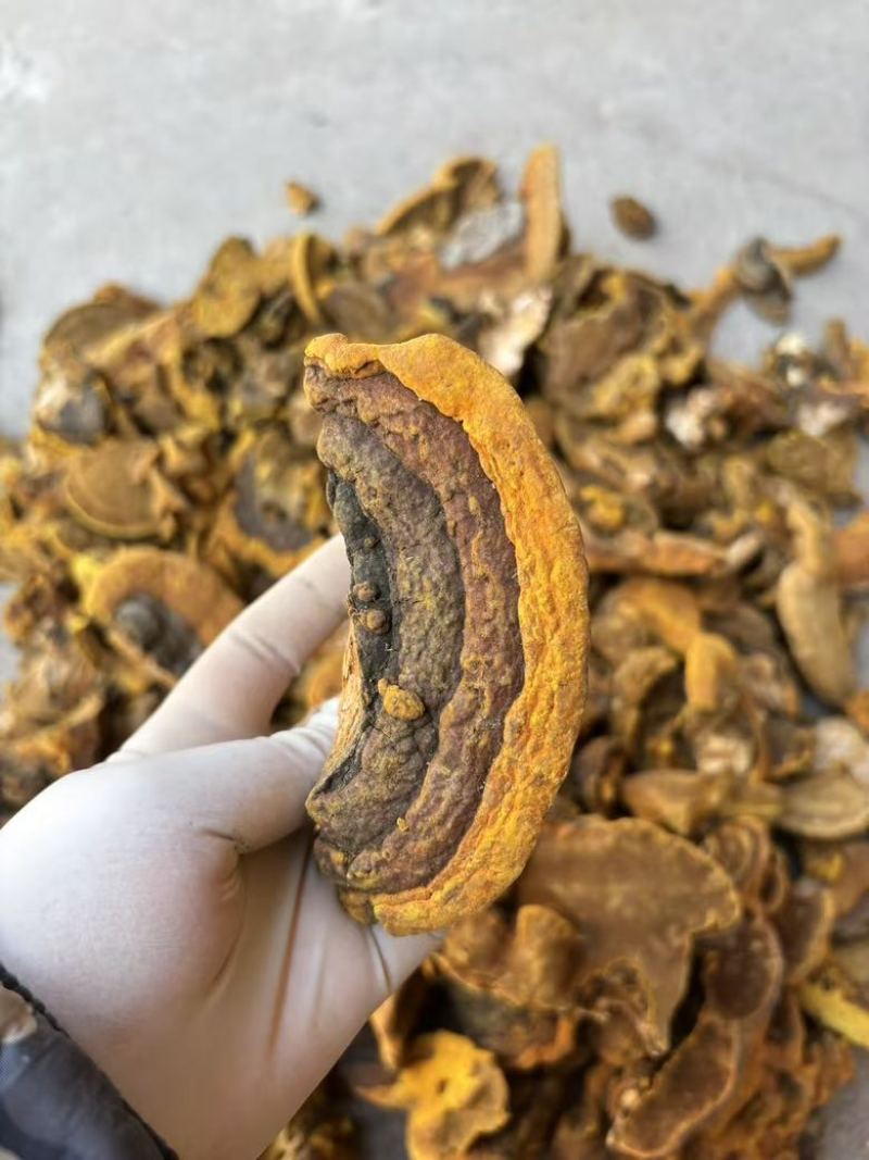 野生杨树桑黄金边桑黄产地直发质量保证量大优价欢迎致电