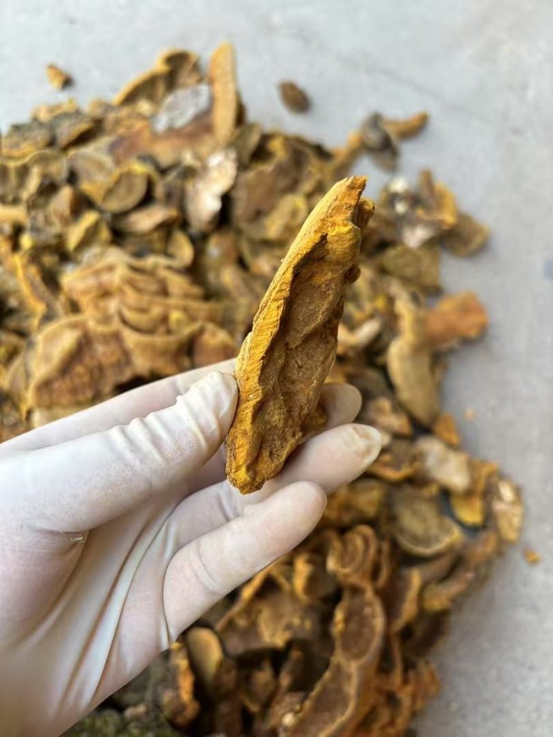 野生杨树桑黄金边桑黄产地直发质量保证量大优价欢迎致电