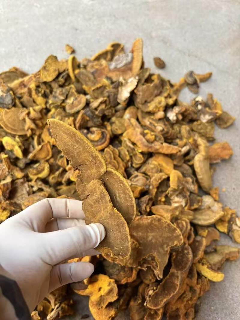 野生杨树桑黄金边桑黄产地直发质量保证量大优价欢迎致电
