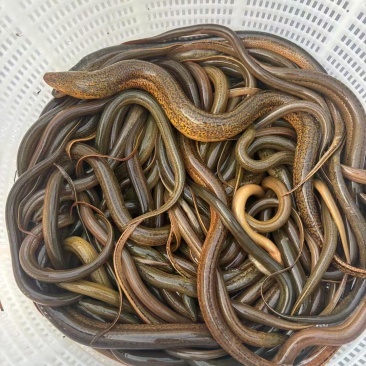 土鳝鱼