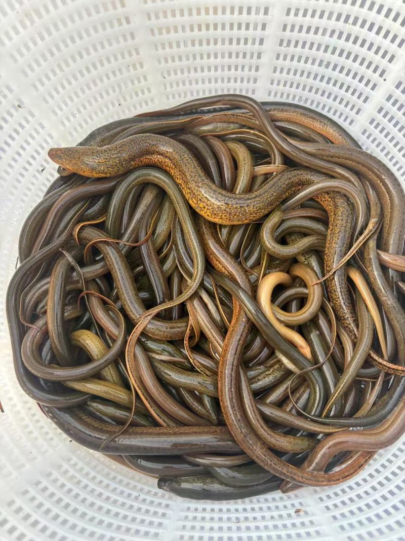 土鳝鱼