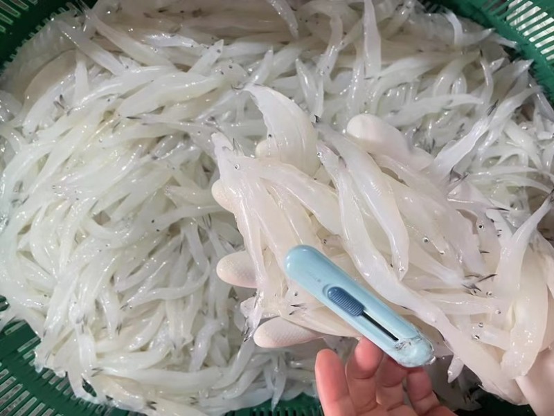 大小银鱼