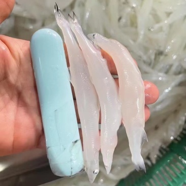 大小银鱼