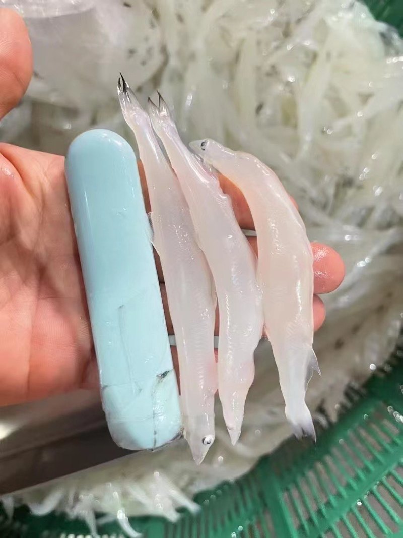 大小银鱼
