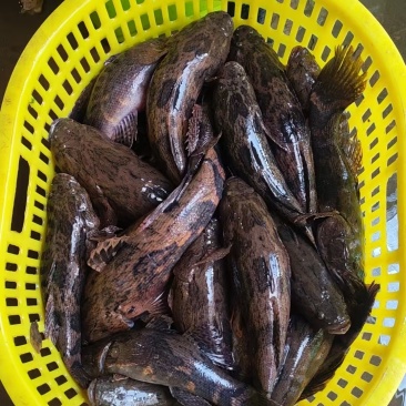 泰笋鱼