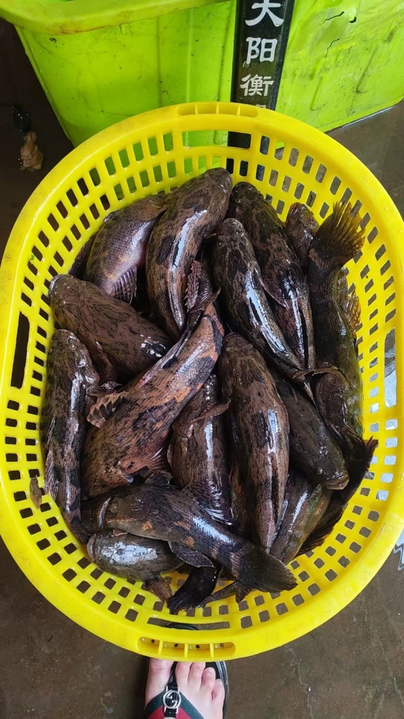 泰笋鱼