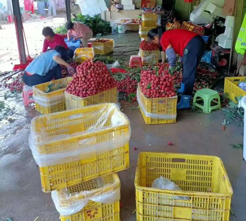 广东桂味荔枝自家果园，对接：市场超市电商客户