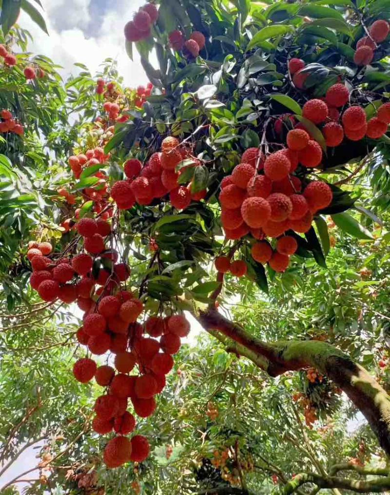 广东桂味荔枝自家果园，对接：市场超市电商客户