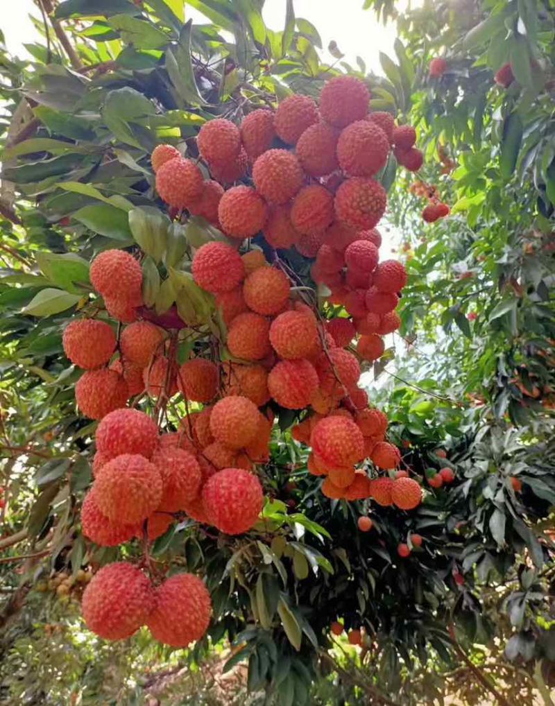 广东桂味荔枝自家果园，对接：市场超市电商客户