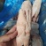 猪副