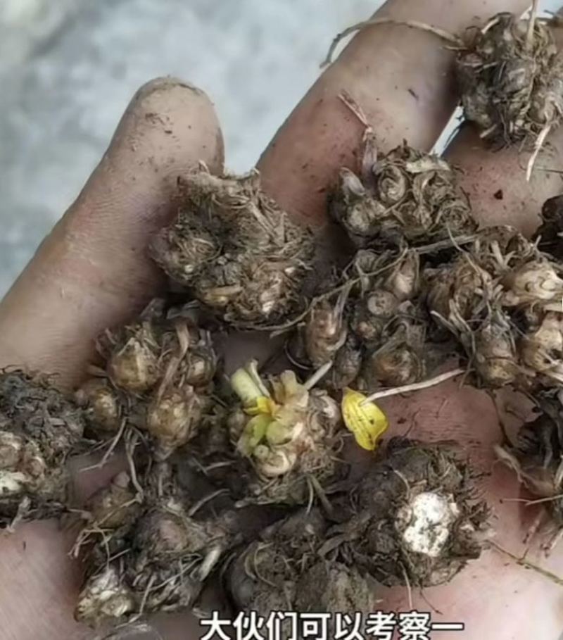 精品猫爪草