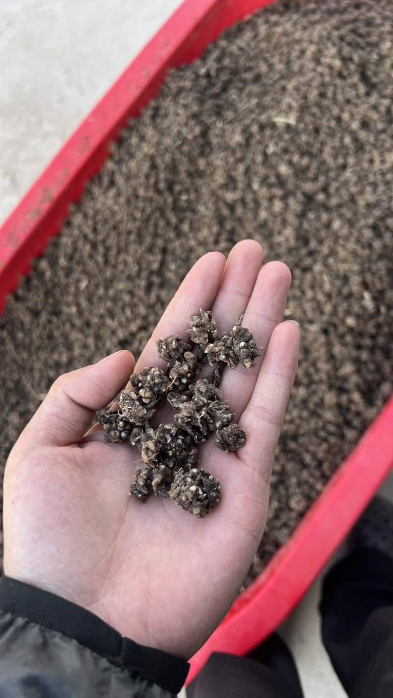 精品猫爪草