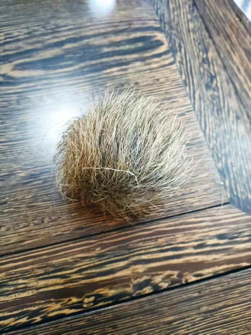猪宝出售
