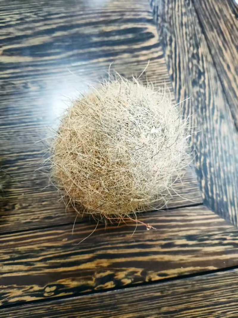 猪宝出售