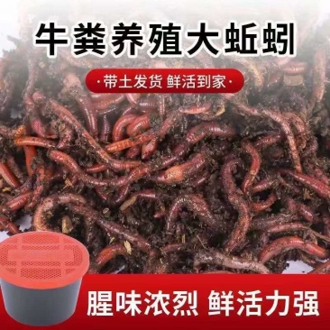 山东太平2号纯牛粪大蚯蚓人工养殖品质优选优质商家