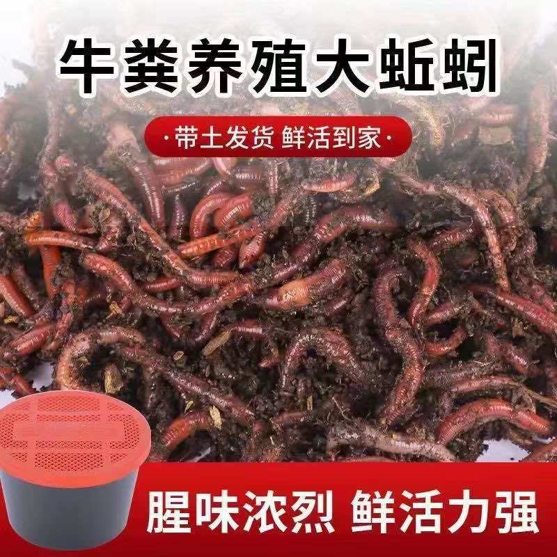 山东太平2号纯牛粪大蚯蚓人工养殖品质优选优质商家