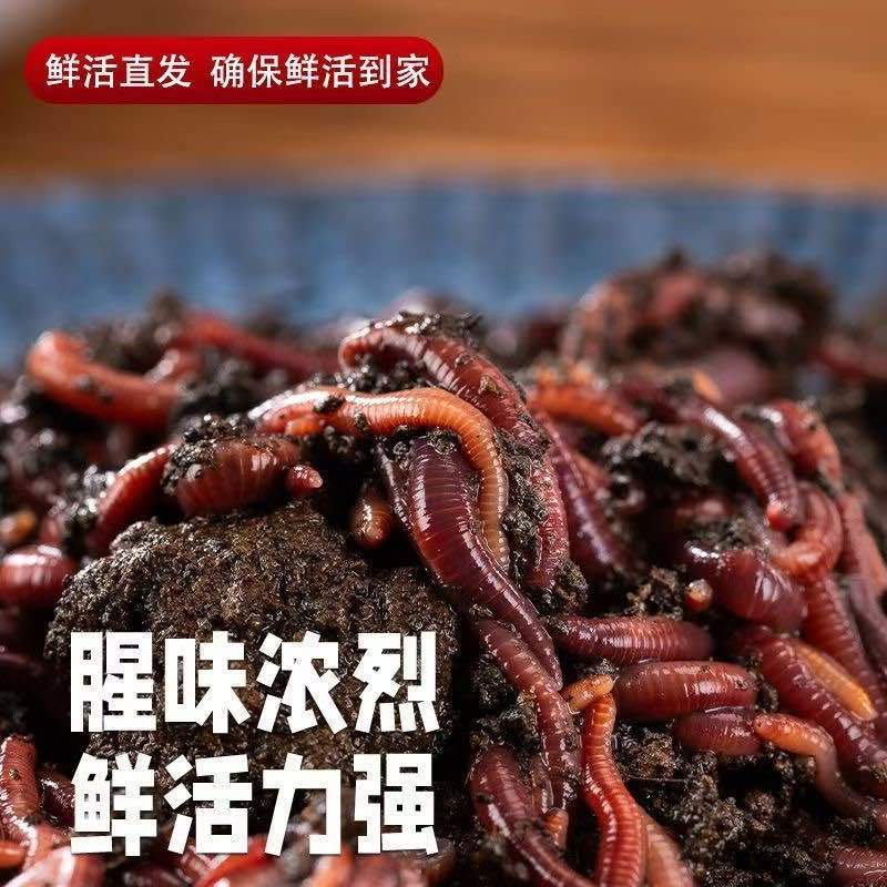 山东太平2号纯牛粪大蚯蚓人工养殖品质优选优质商家