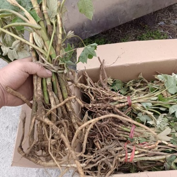 大通草苗