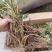 大通草苗