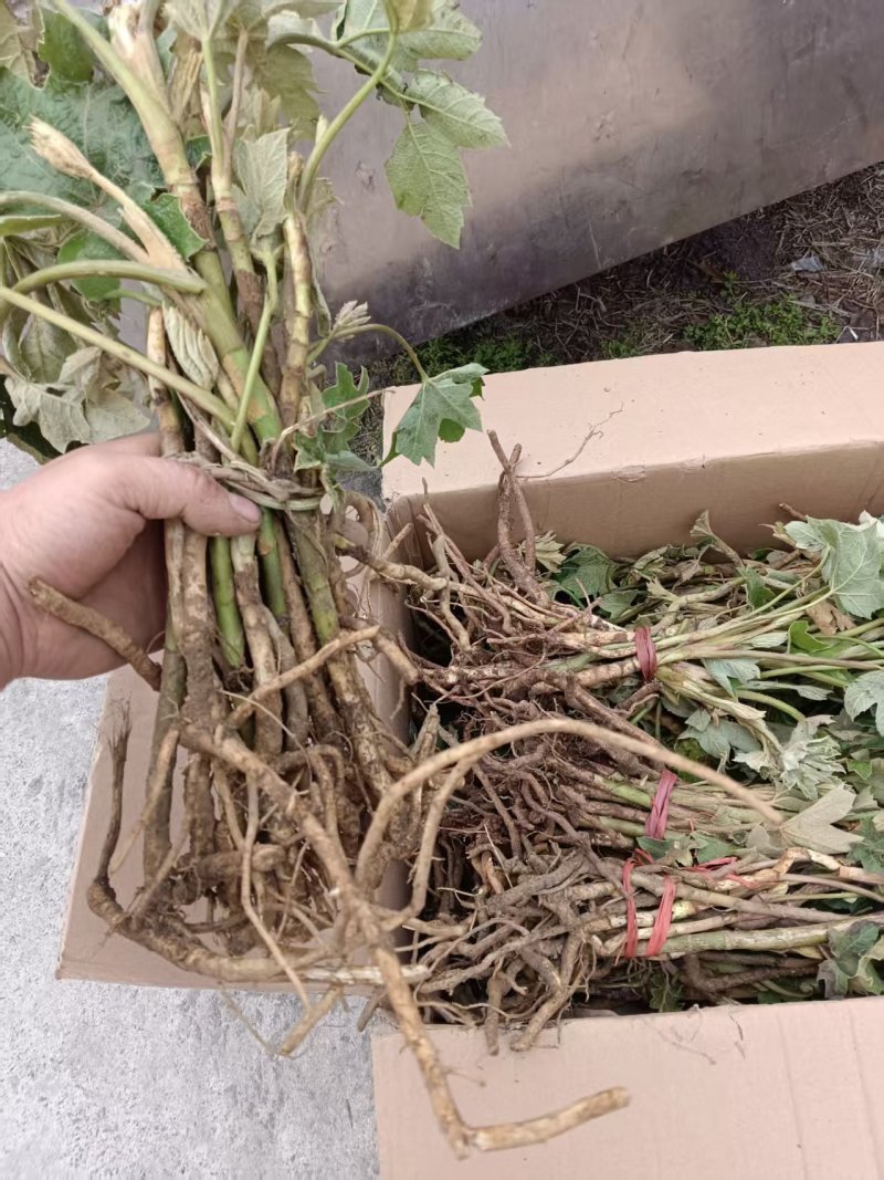 大通草苗